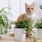 pet safe indoor plants for home