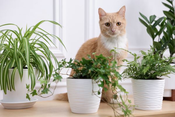 pet safe indoor plants for home